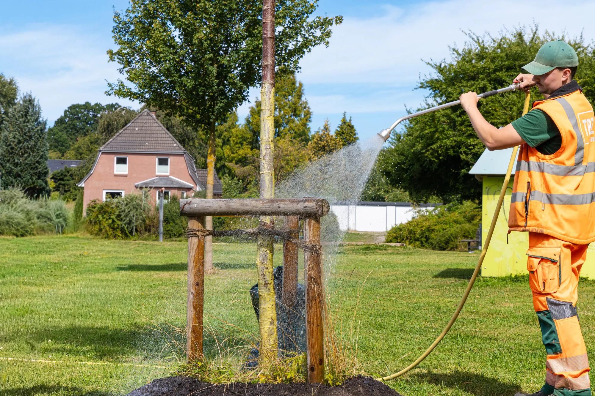 A worker from the municipal service centre waters a young tree supported by a wooden frame, using a hose.