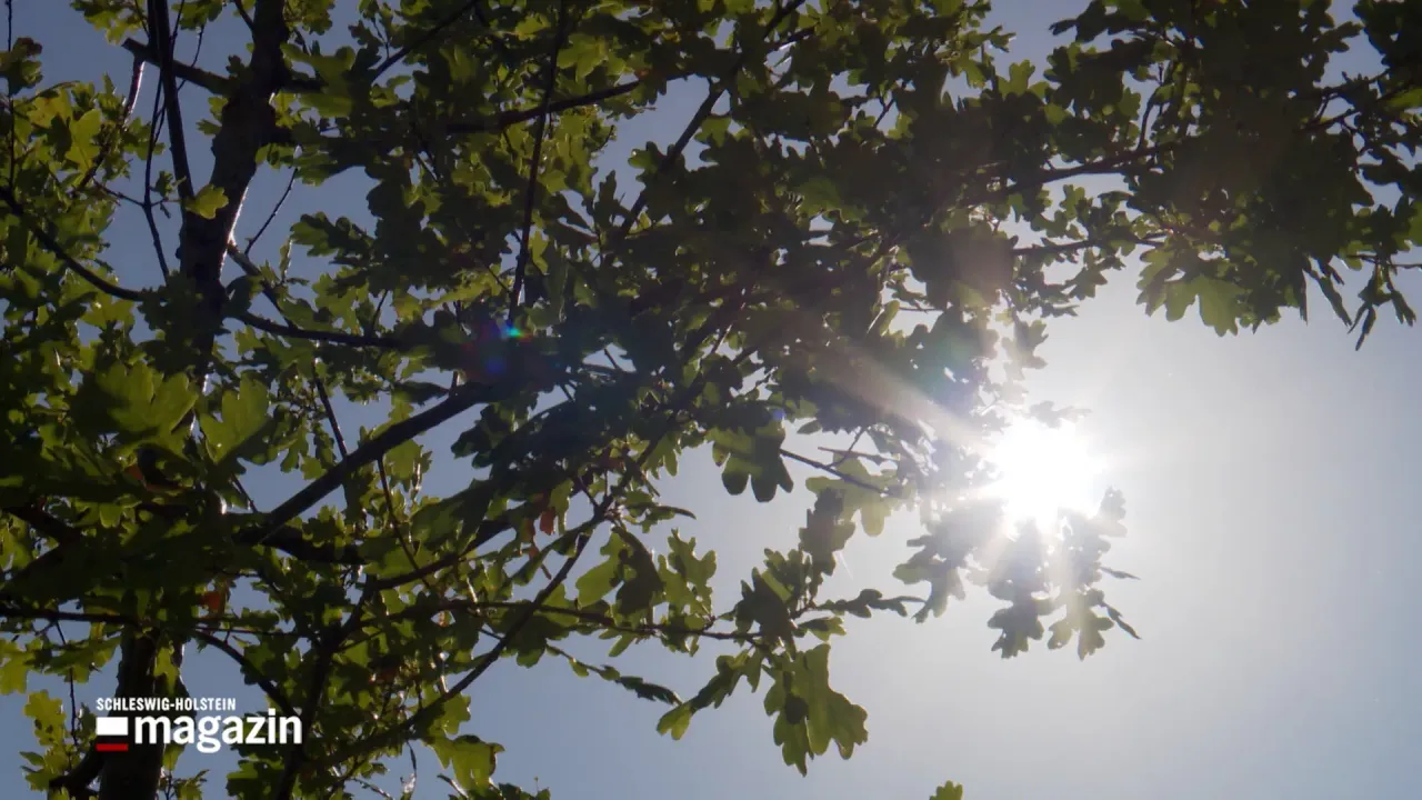 View up into an oak canopy with the sun flaring through the leaves, the Schleswig-Holstein Magazin logo in the bottom left corner
